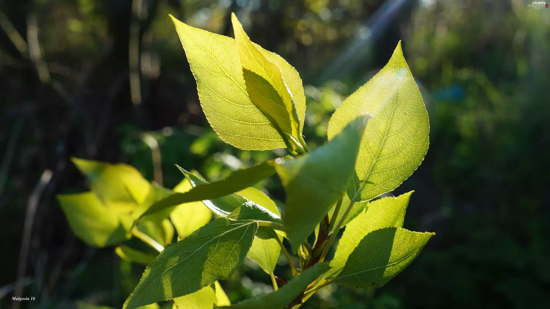 Leaf, plant, green ones