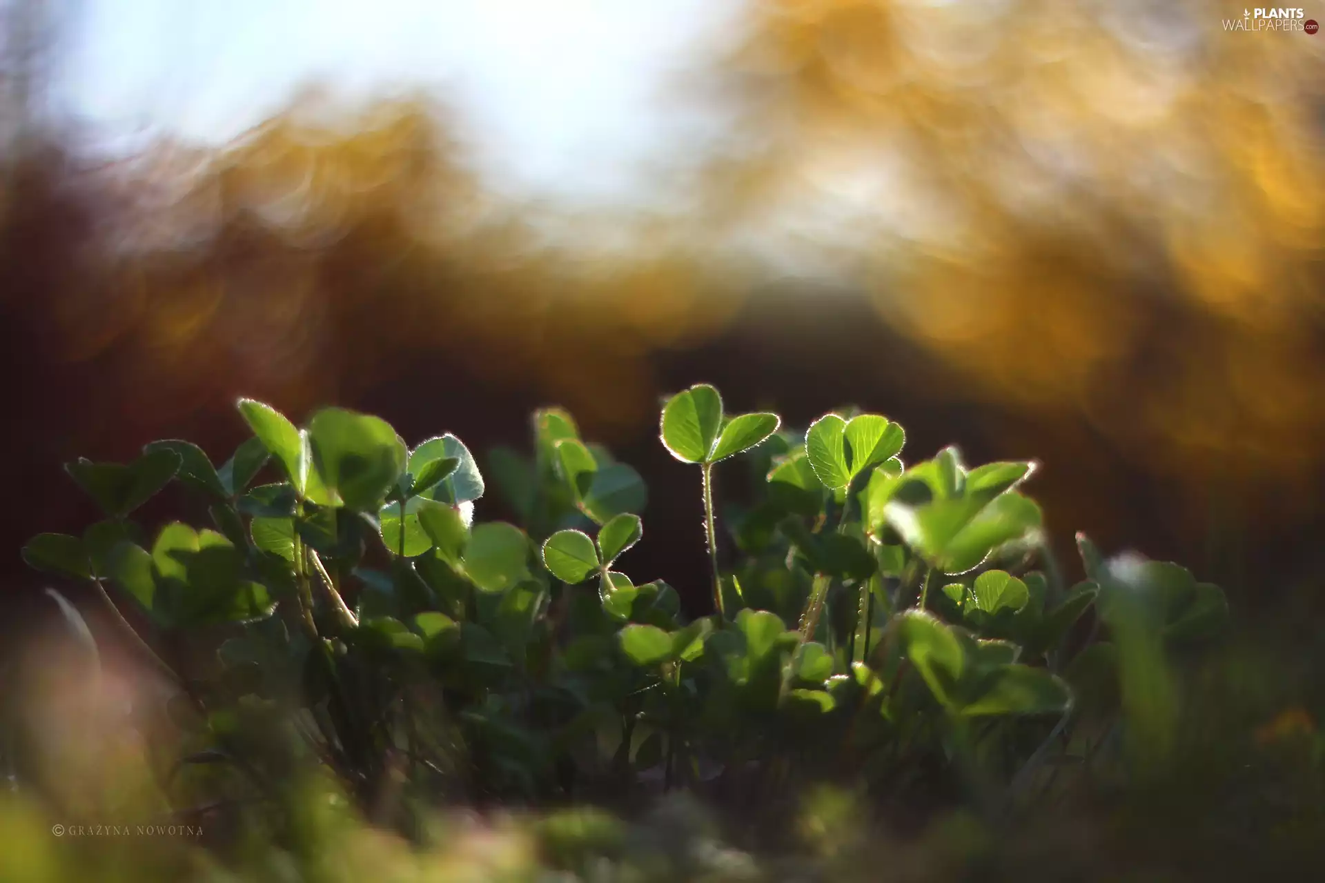 Leaf, trefoil, green ones