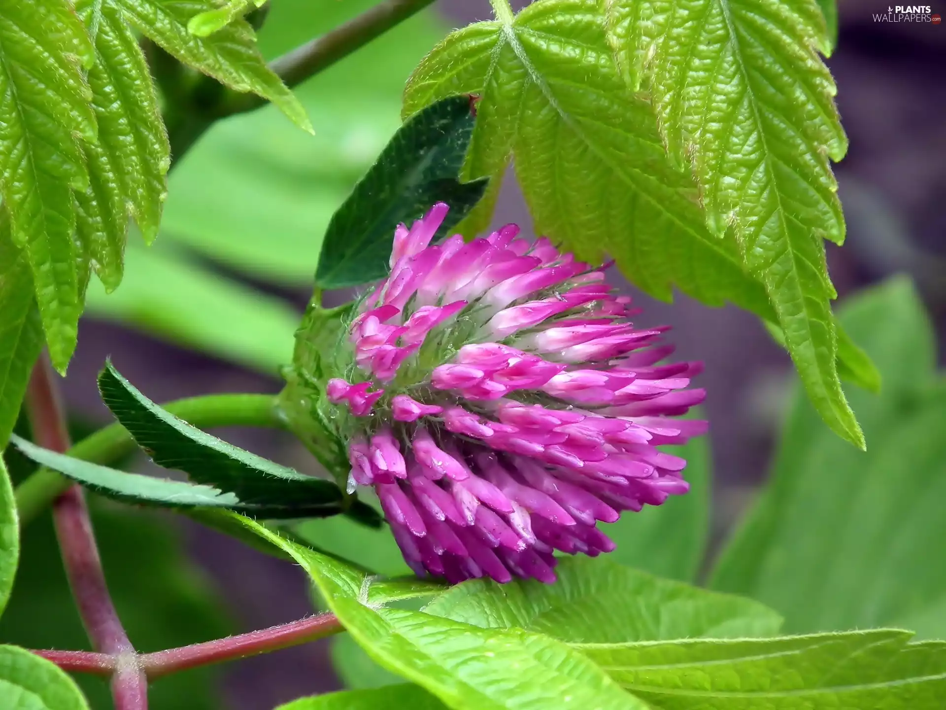 Leaf, trefoil, green ones