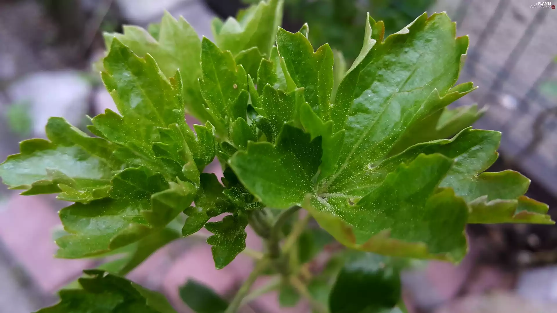 Leaf, twig, green ones