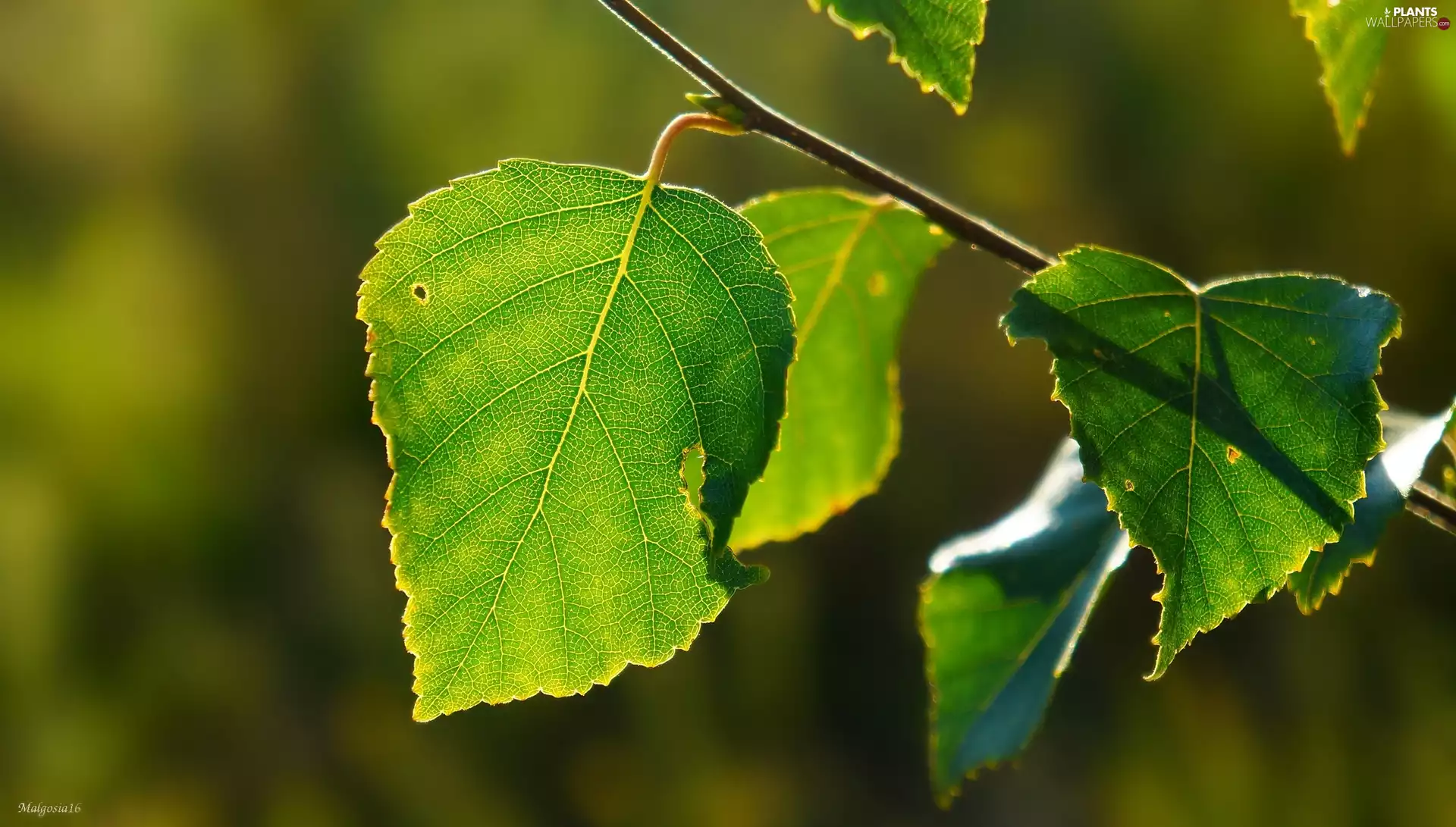 Leaf, twig, green ones