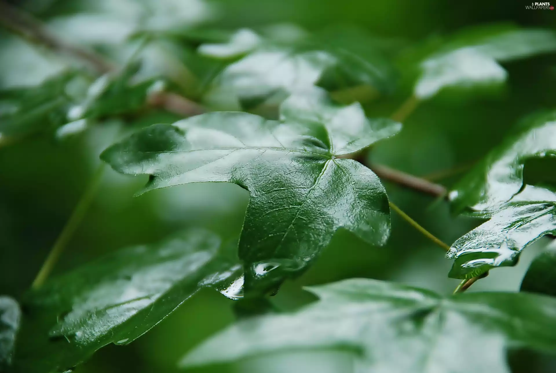 Leaf, wet, green ones
