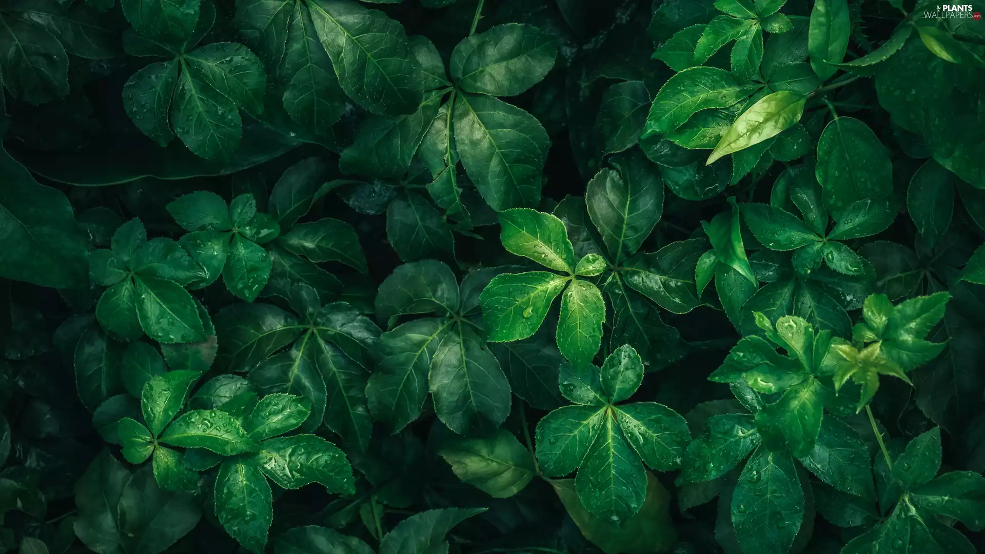 green ones, Leaf, drops, wet