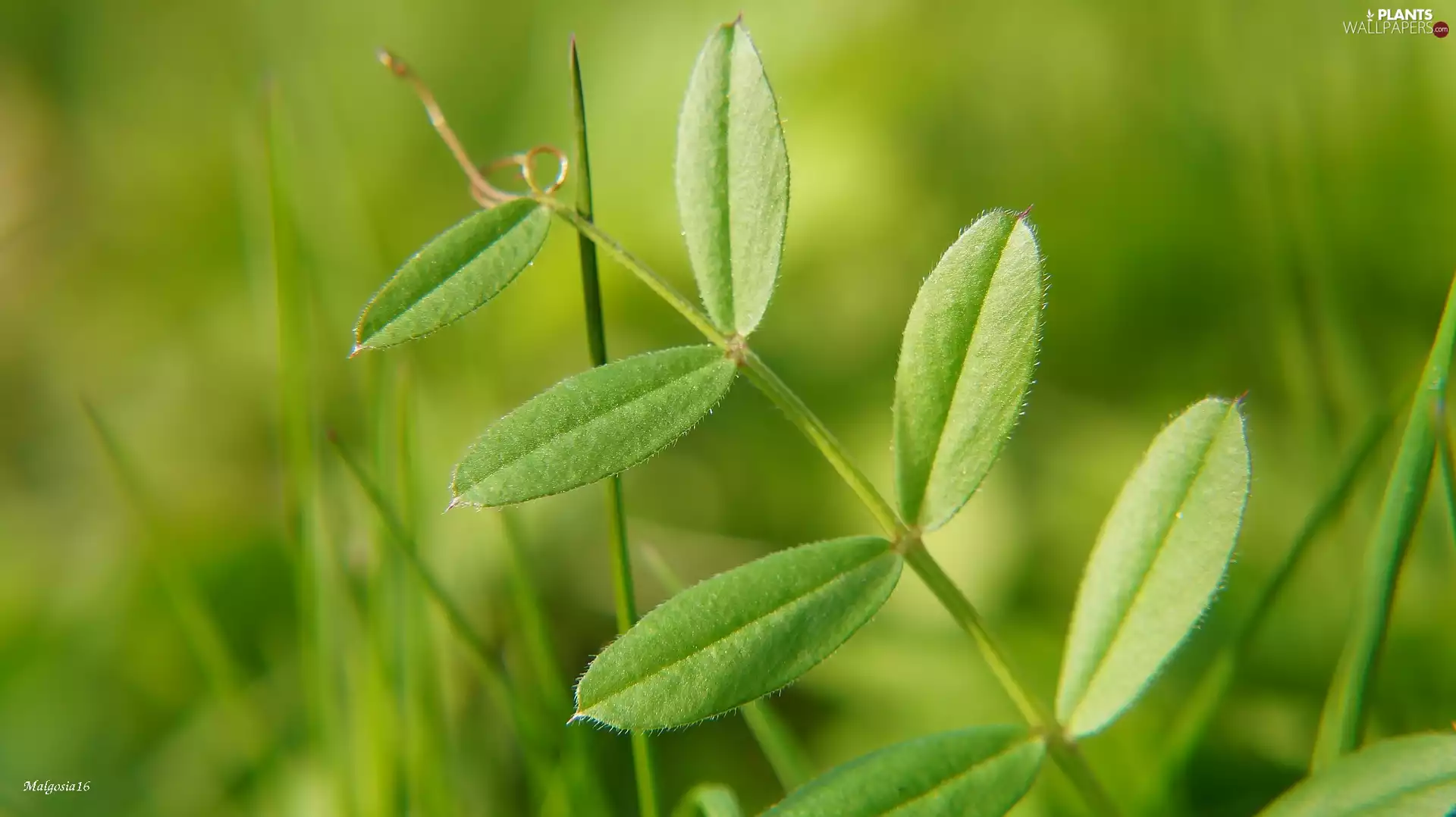 leaves, stalk, green ones