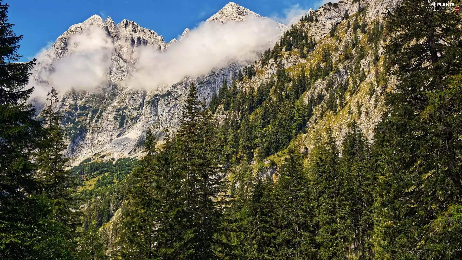 viewes, Fog, green ones, trees, Mountains