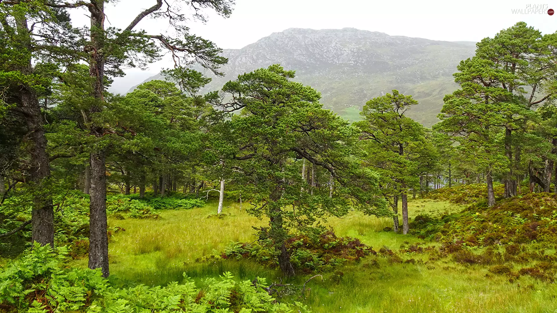 viewes, VEGETATION, green ones, trees, Mountains