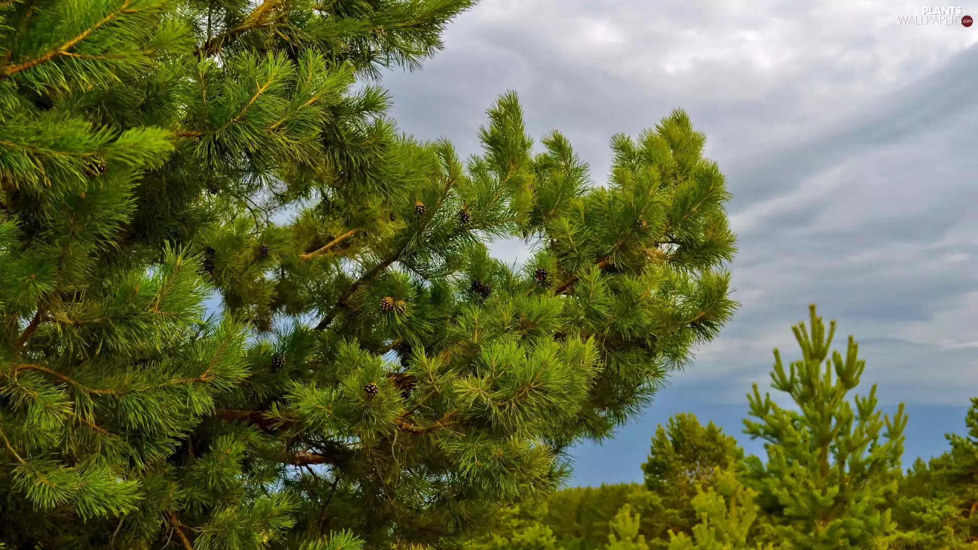 green ones, pine, clouds, Twigs