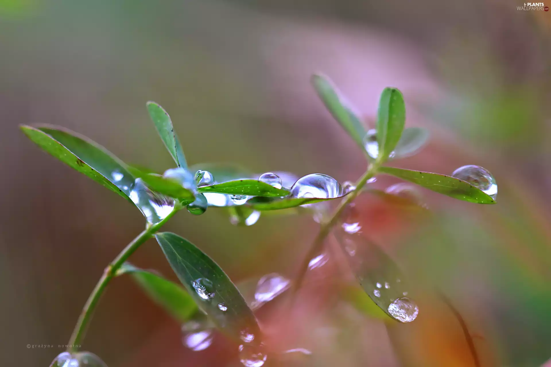 drops, Close, green ones, Leaf, plant
