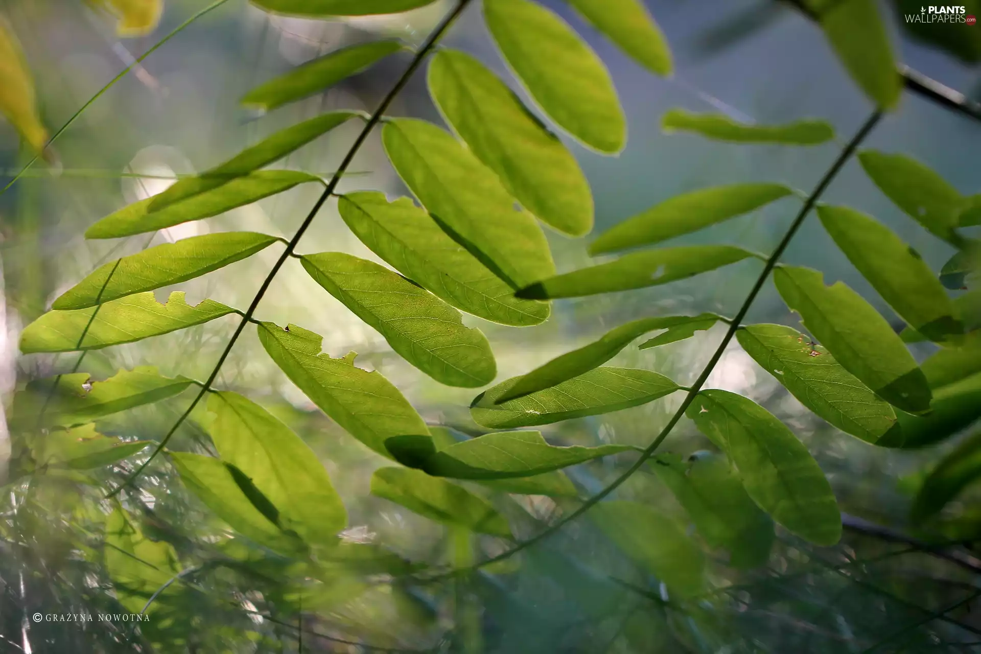 plant, Leaf, green ones