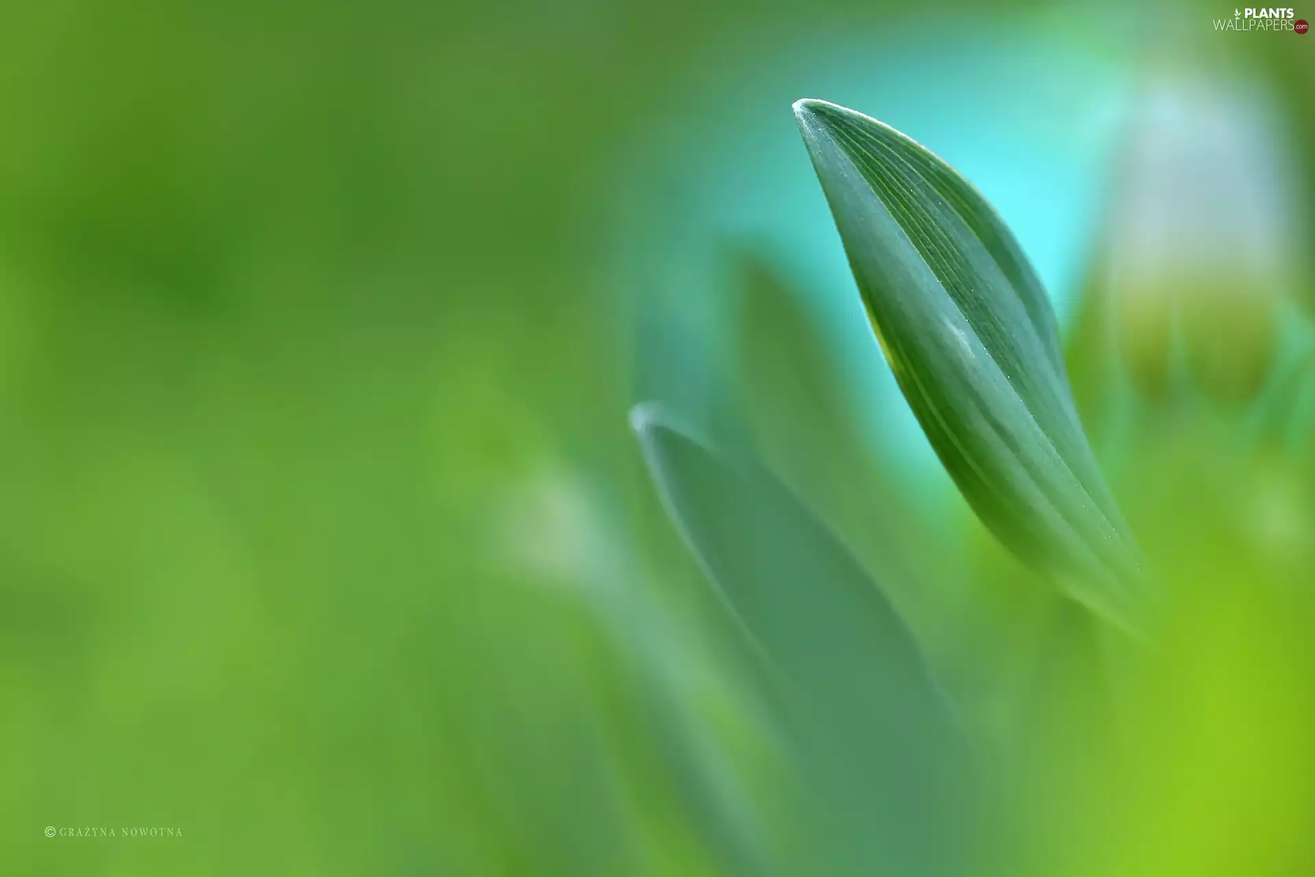 plant, Leaf, green ones