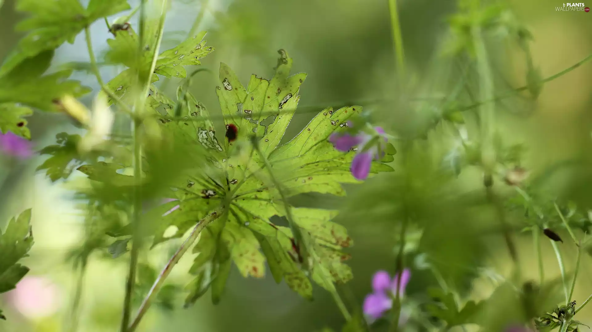 Plants, Leaf, green ones