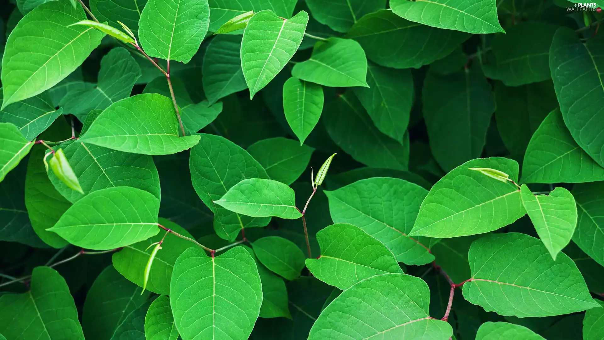 rapprochement, Leaf, green ones