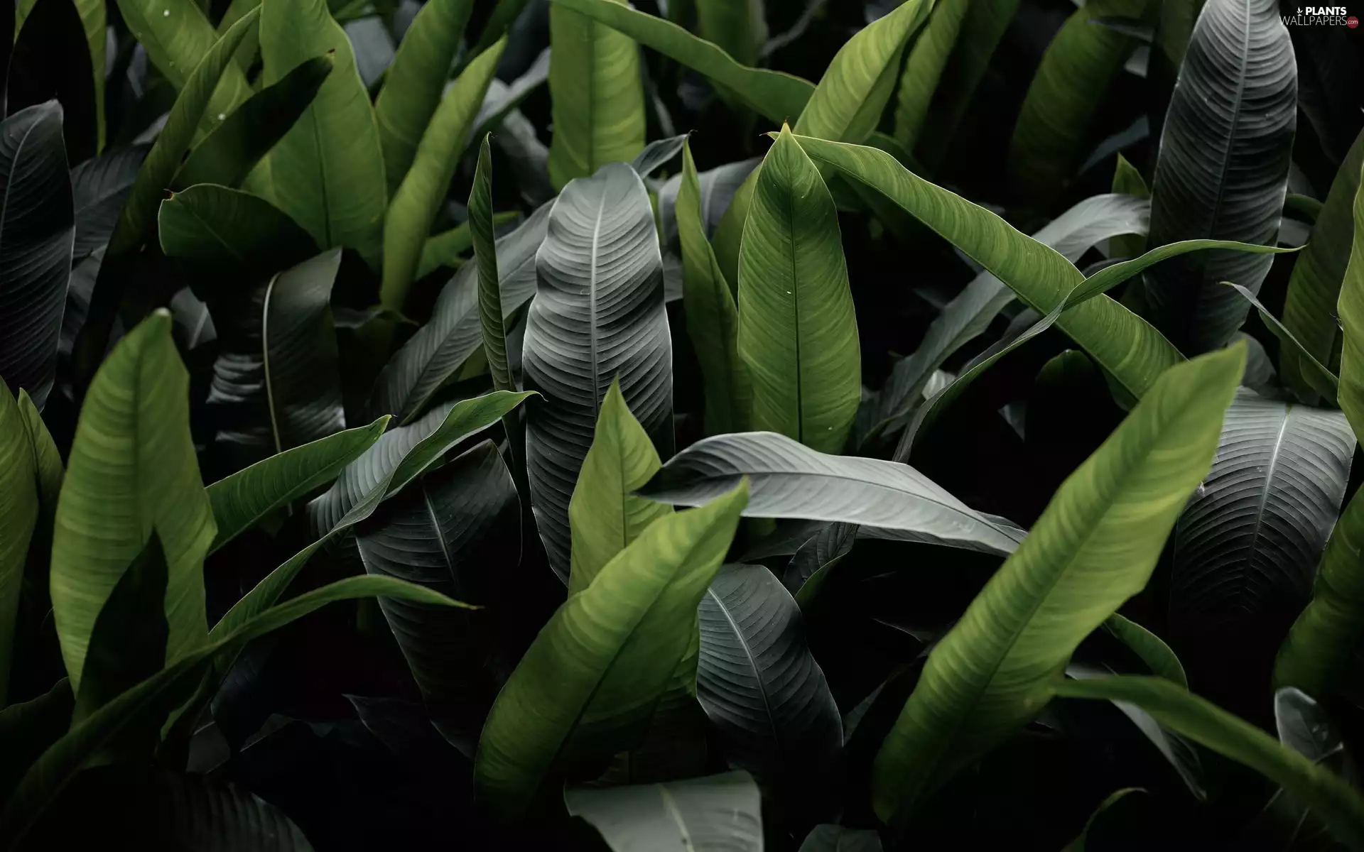 rapprochement, Leaf, green ones