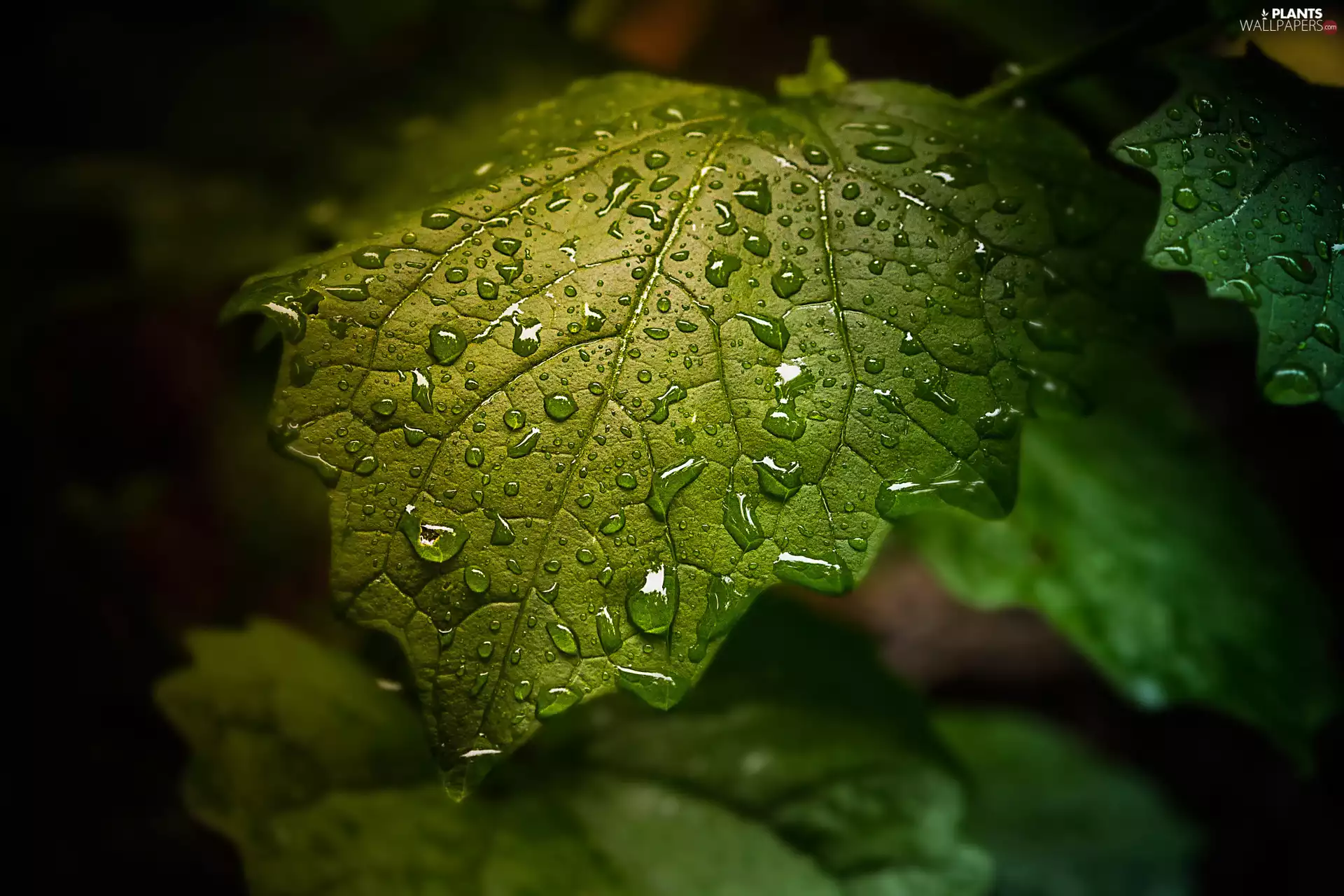 green ones, rapprochement, drops, Leaf