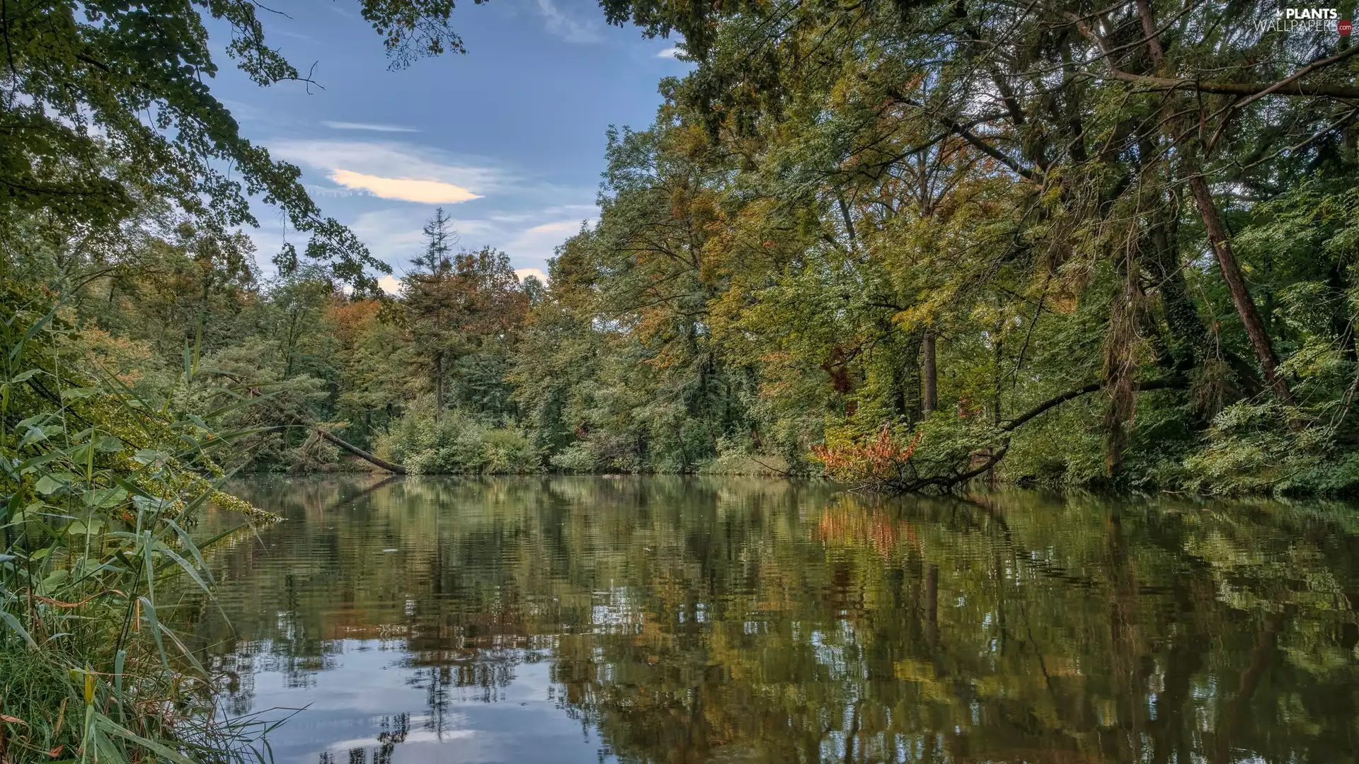 viewes, Bush, green ones, trees, River