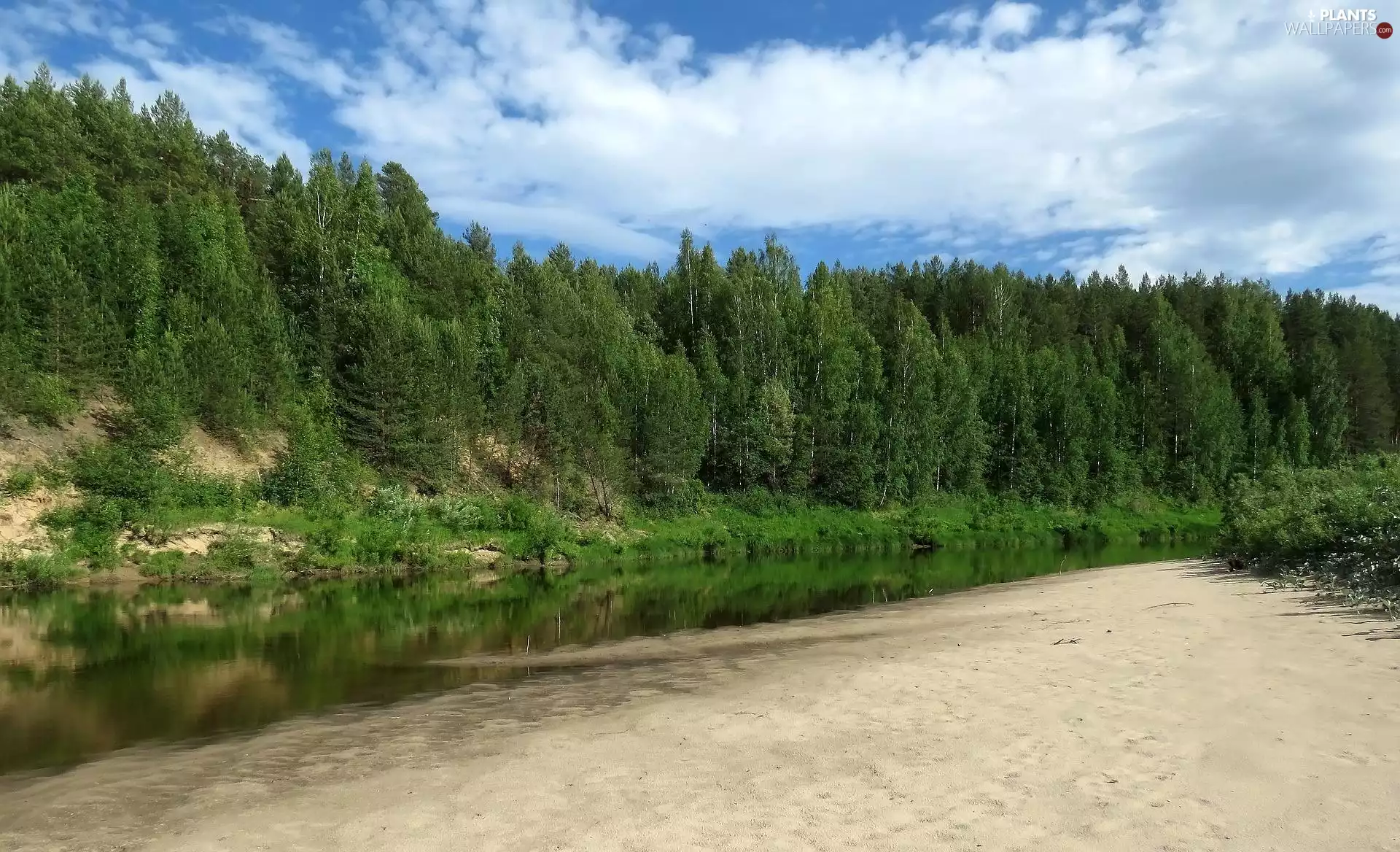 viewes, forest, green ones, trees, River