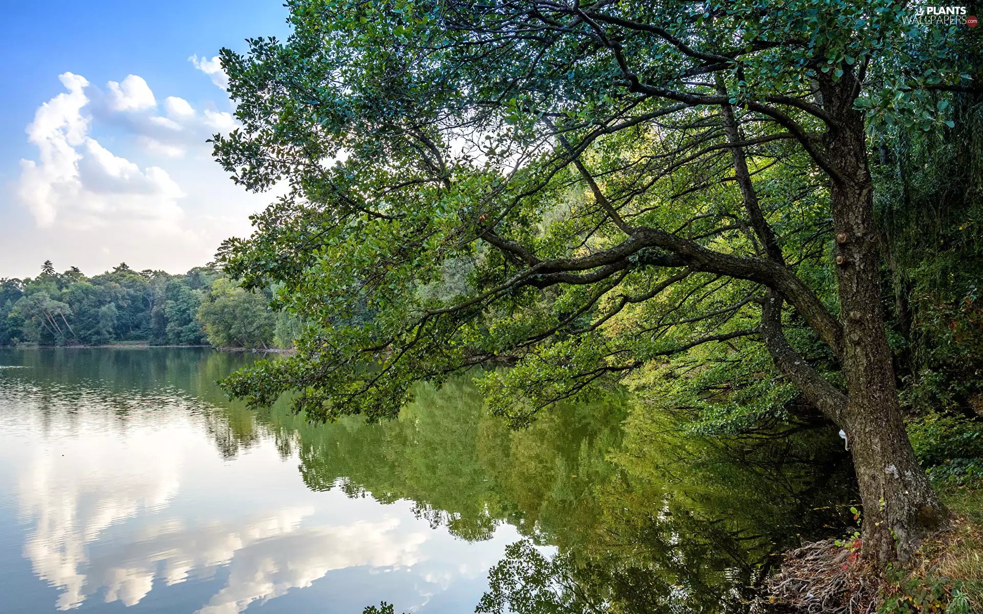 viewes, summer, green ones, trees, River
