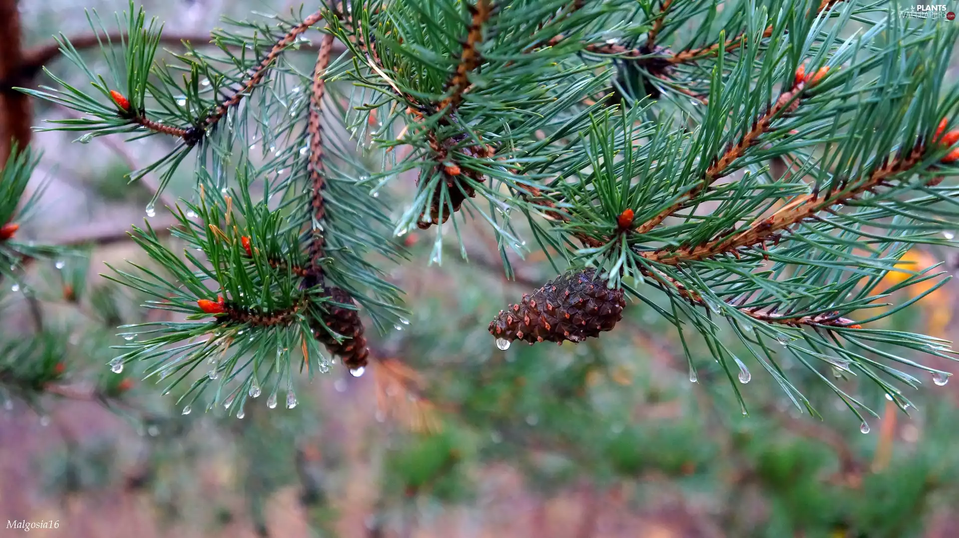 green ones, spruce, cones, Twigs