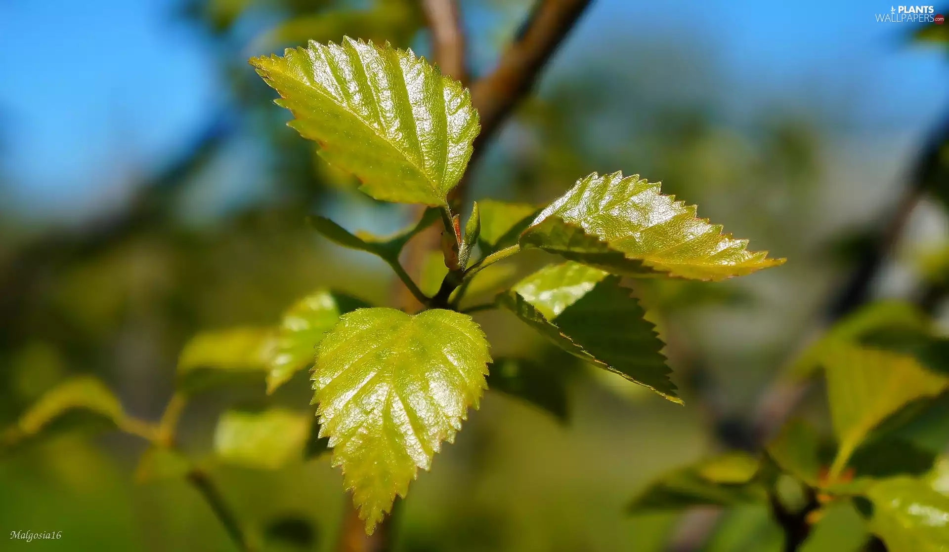 birch-tree, green ones, Leaf, twig