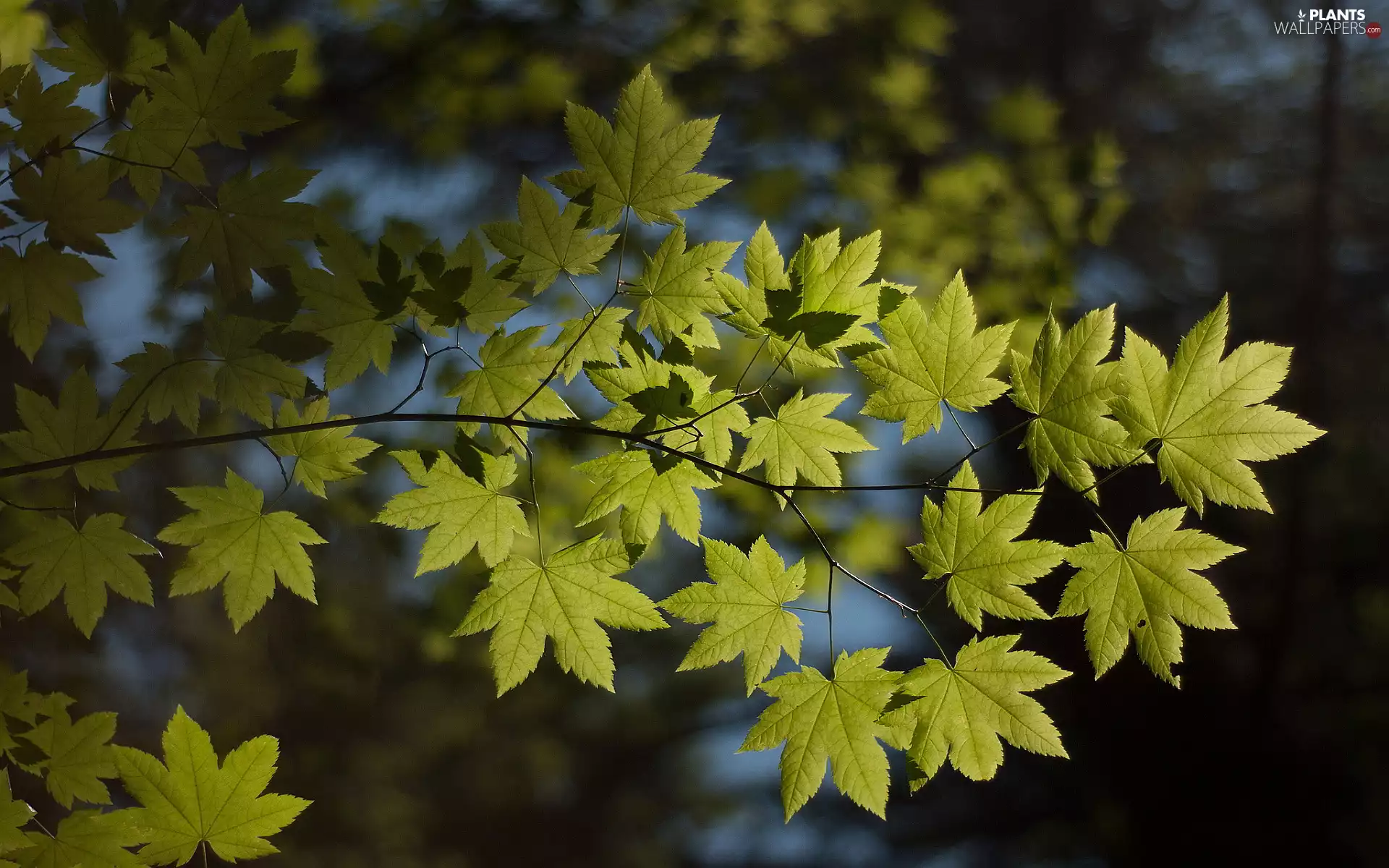 twig, Leaf, green ones