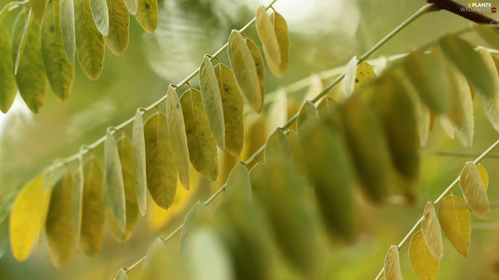 green ones, Twigs, blur, Leaf