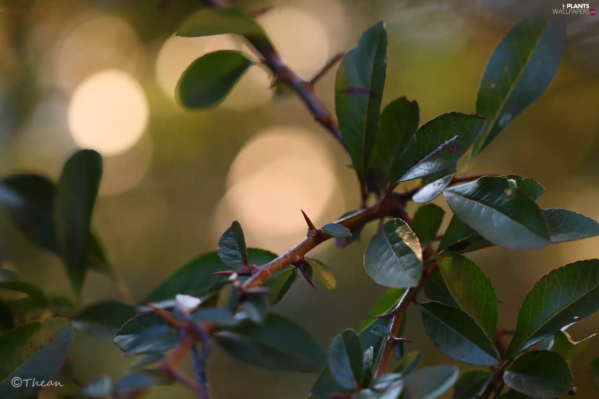 green ones, Twigs, Spikes, Leaf