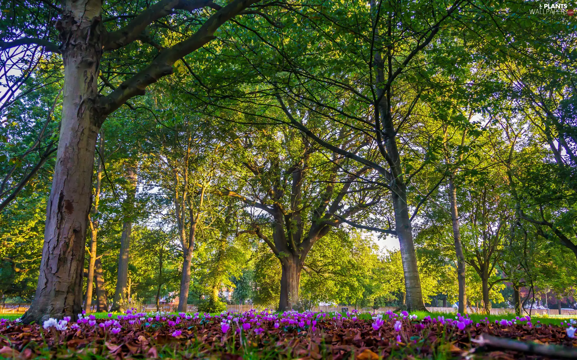 green ones, viewes, Flowers, trees