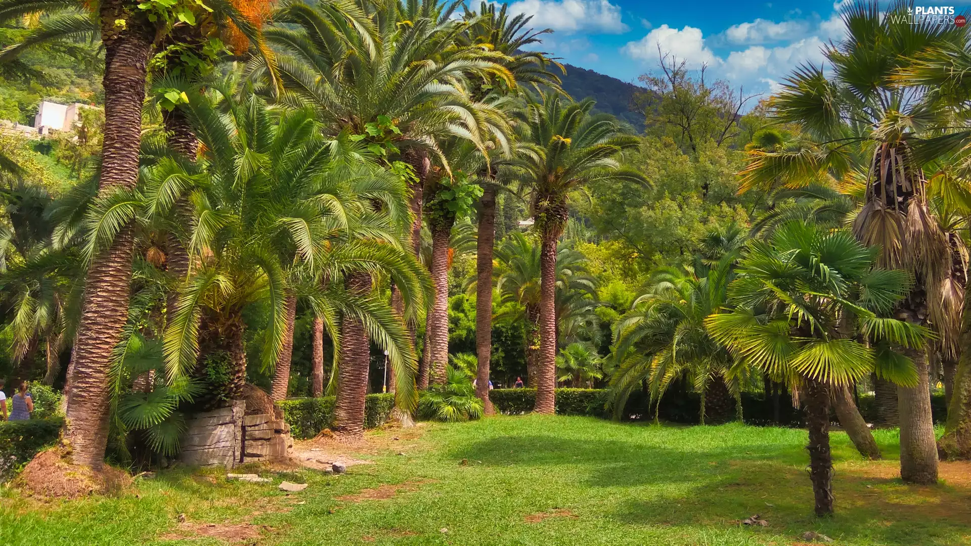 green ones, viewes, Palms, trees