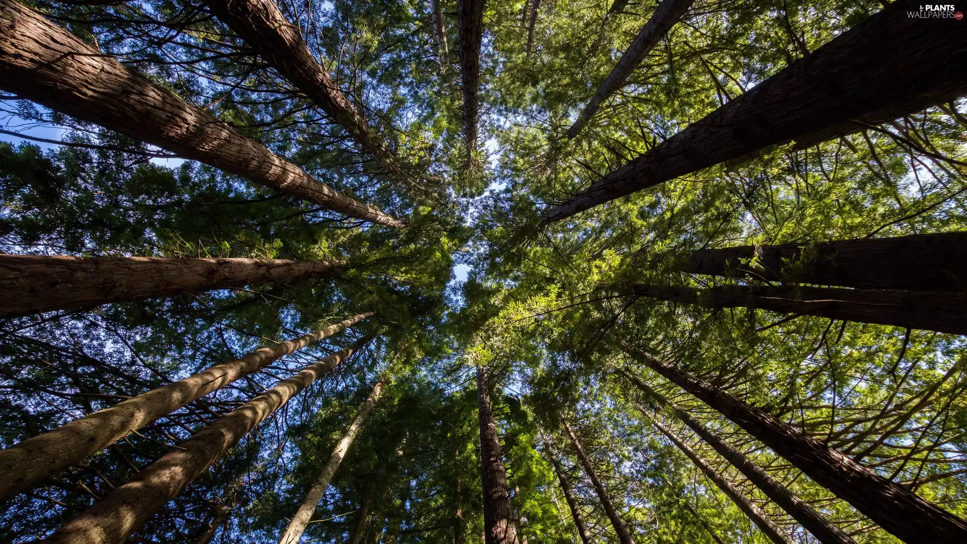 green ones, viewes, vertices, trees