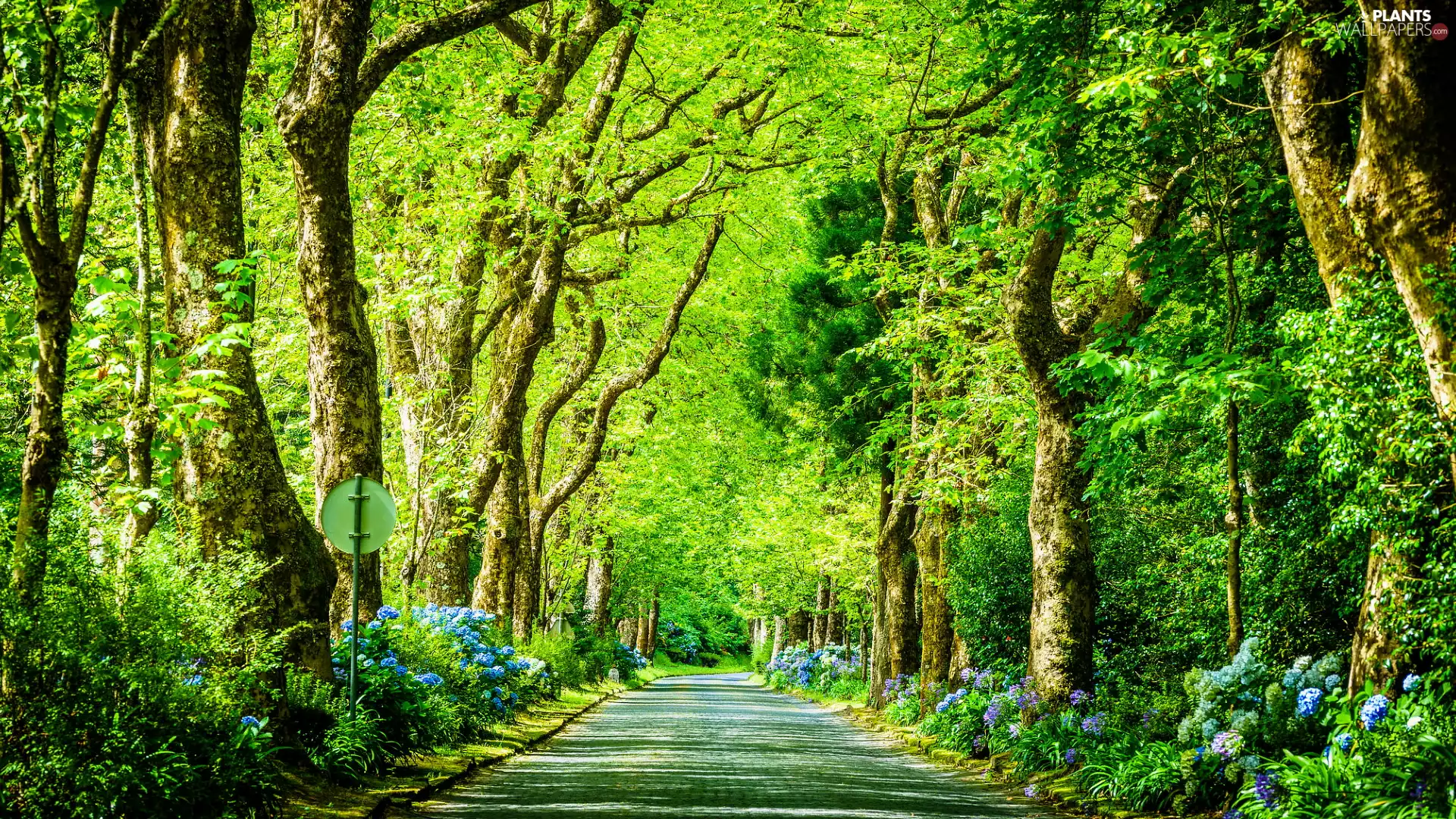 viewes, hydrangeas, green ones, trees, Way