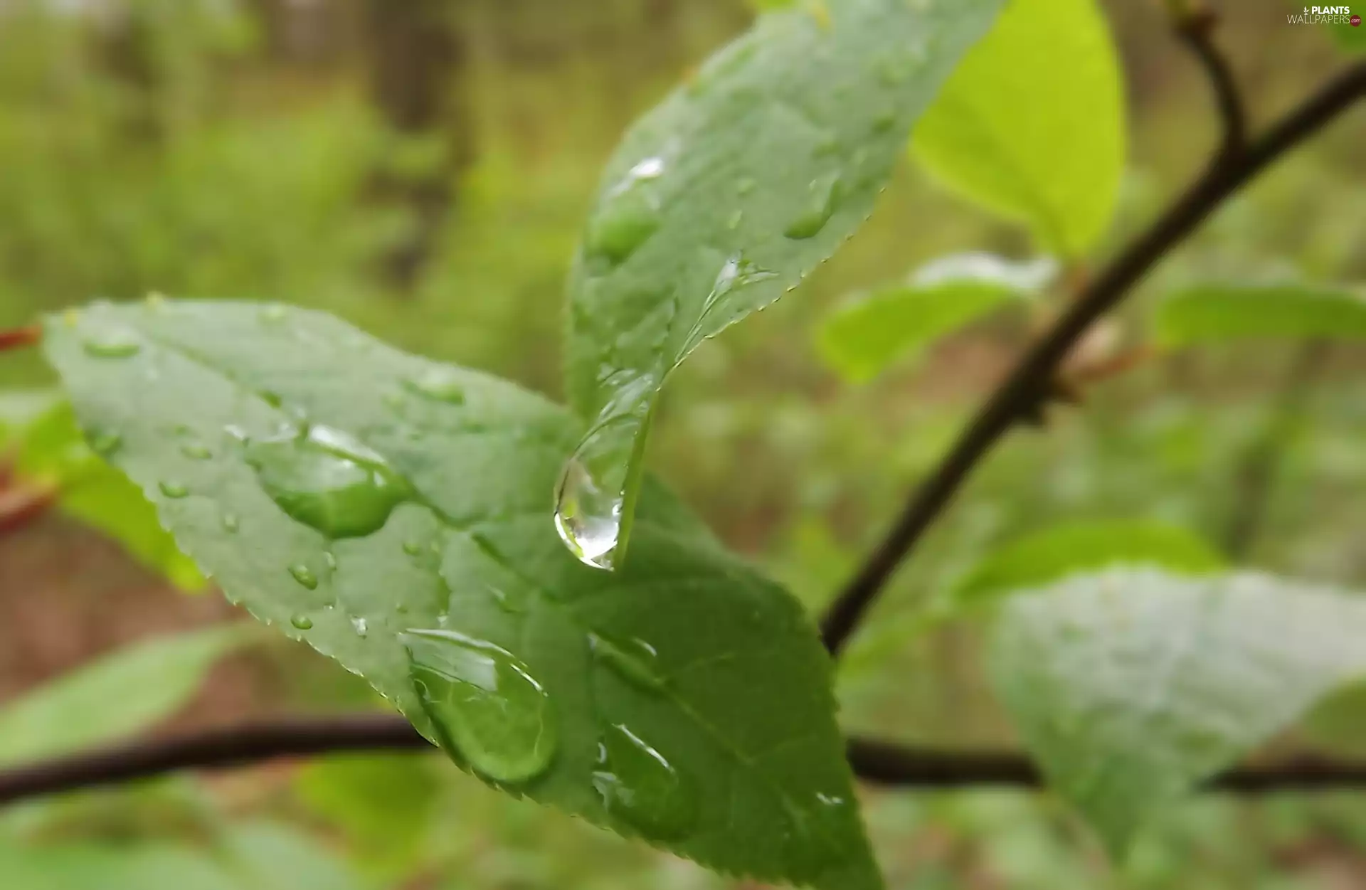 drops, rain, green ones, Leaf, wet