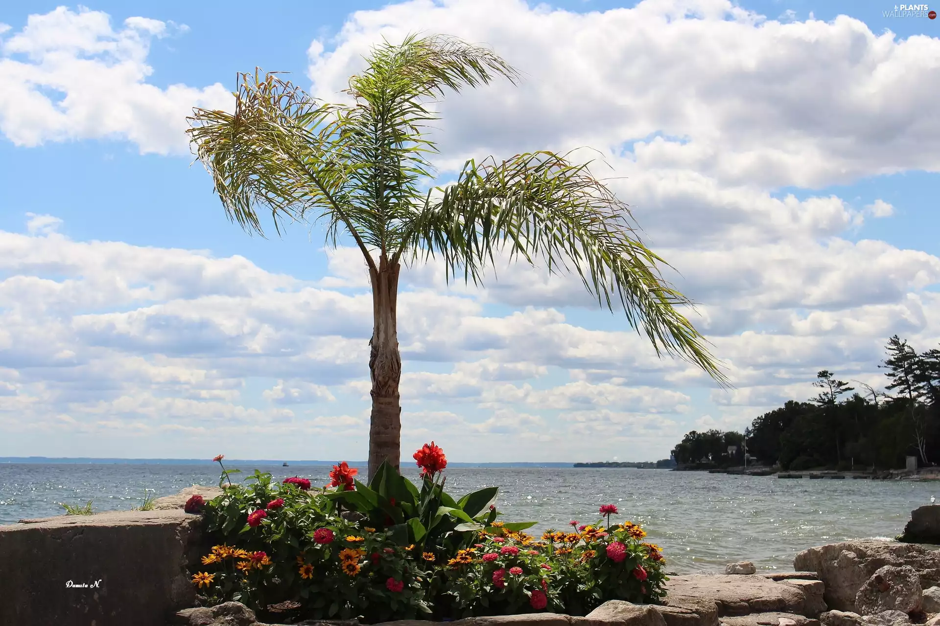 Ontario, lake, Canada, Palm, viewes, wharf, Flowers, trees, Stones