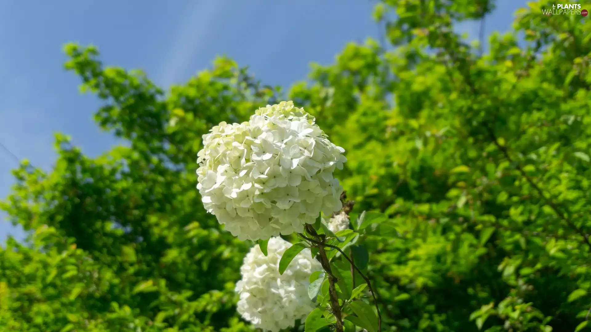 Viburnum Opulus, Colourfull Flowers, White