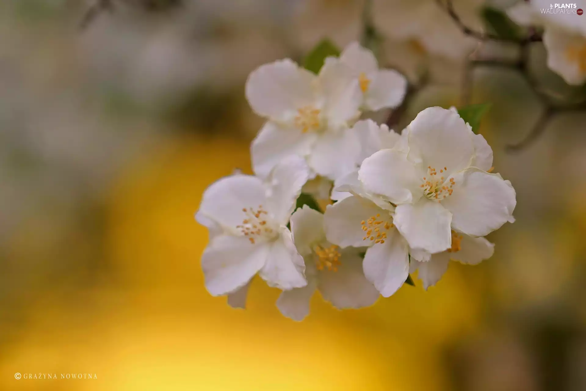 Mock Orange, Flowers, Bush, White