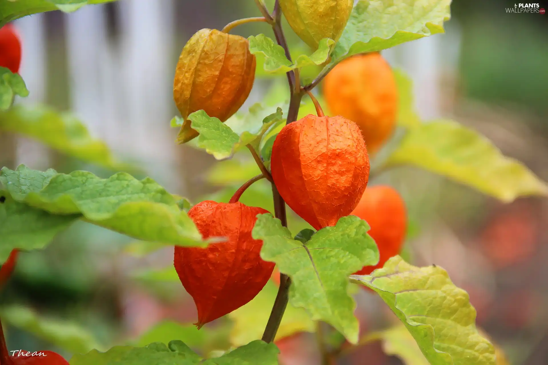 cup, physalis bloated, Orange