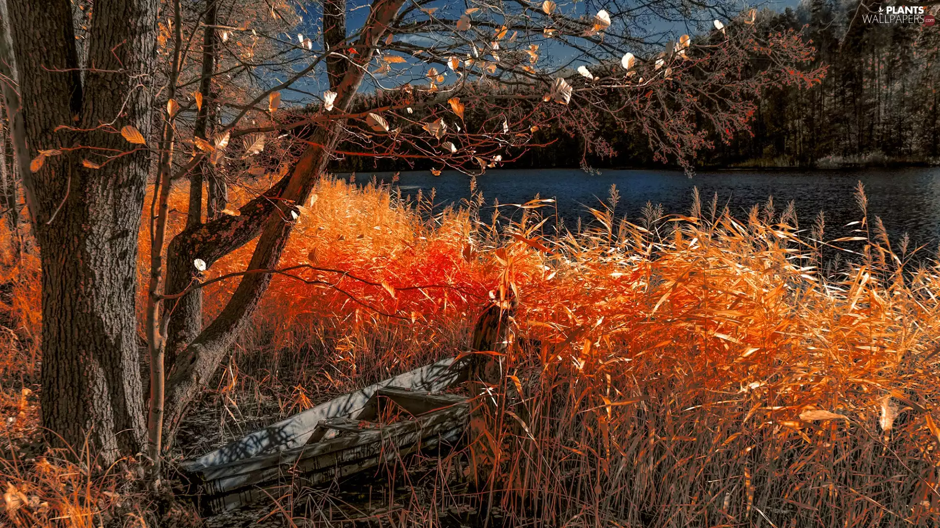 trees, viewes, rushes, Boat, grass, lake, autumn, Orange