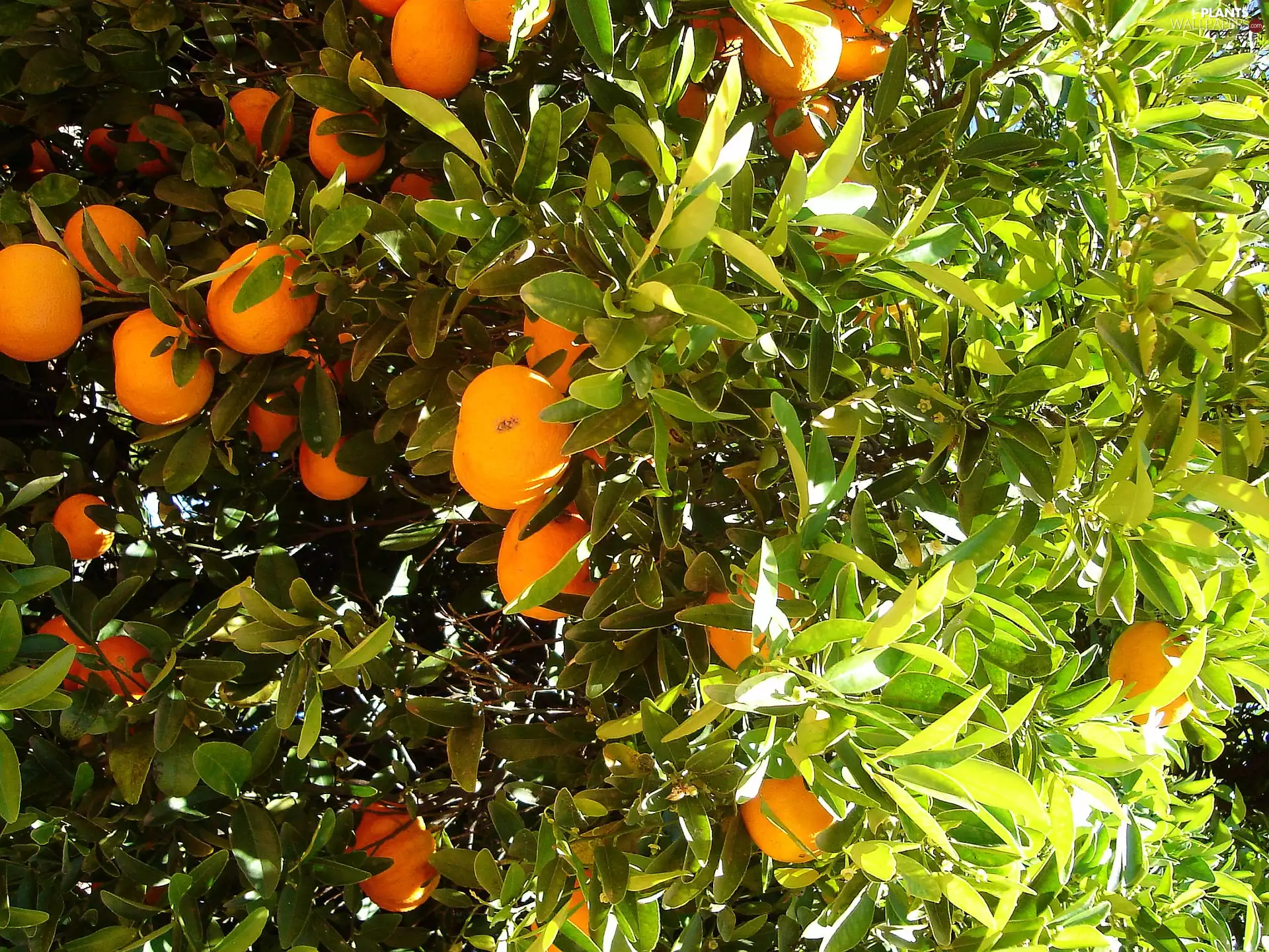 sapling, Mature, Fruits, Orange