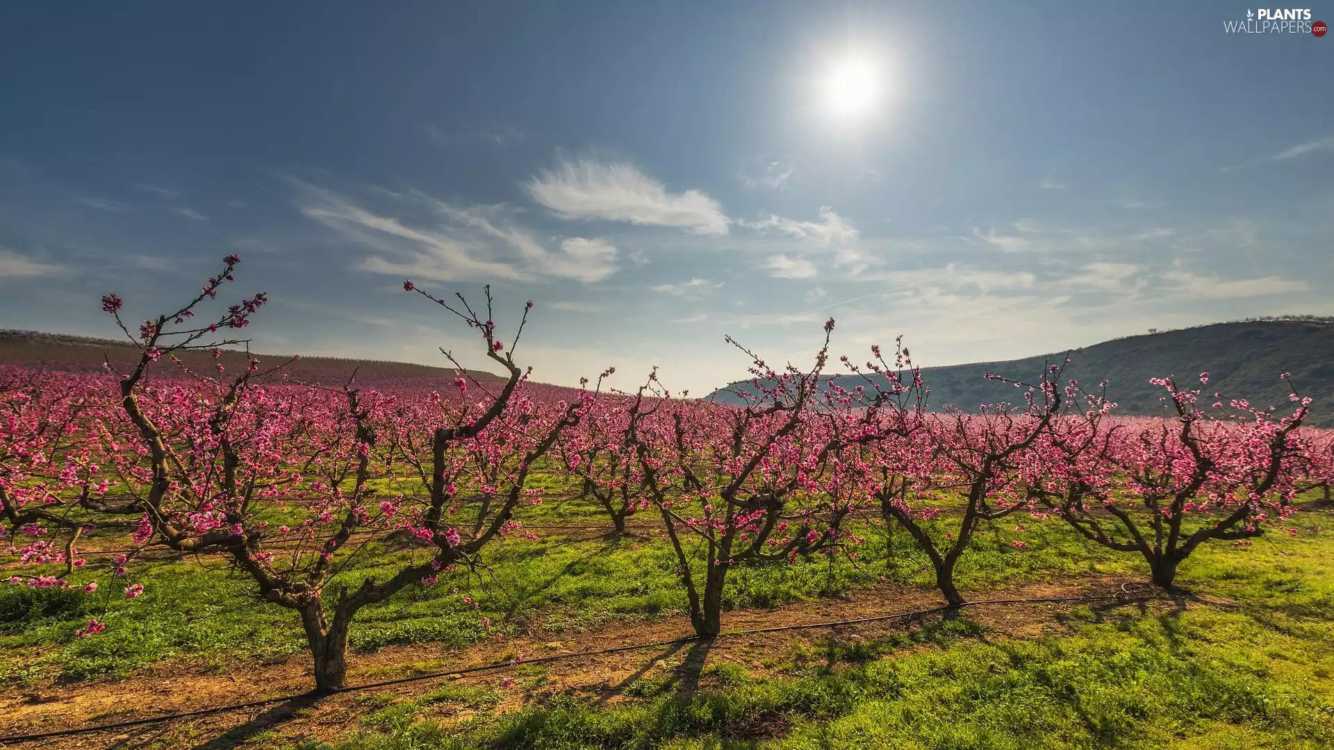 Fruit Trees, Spring, orchard