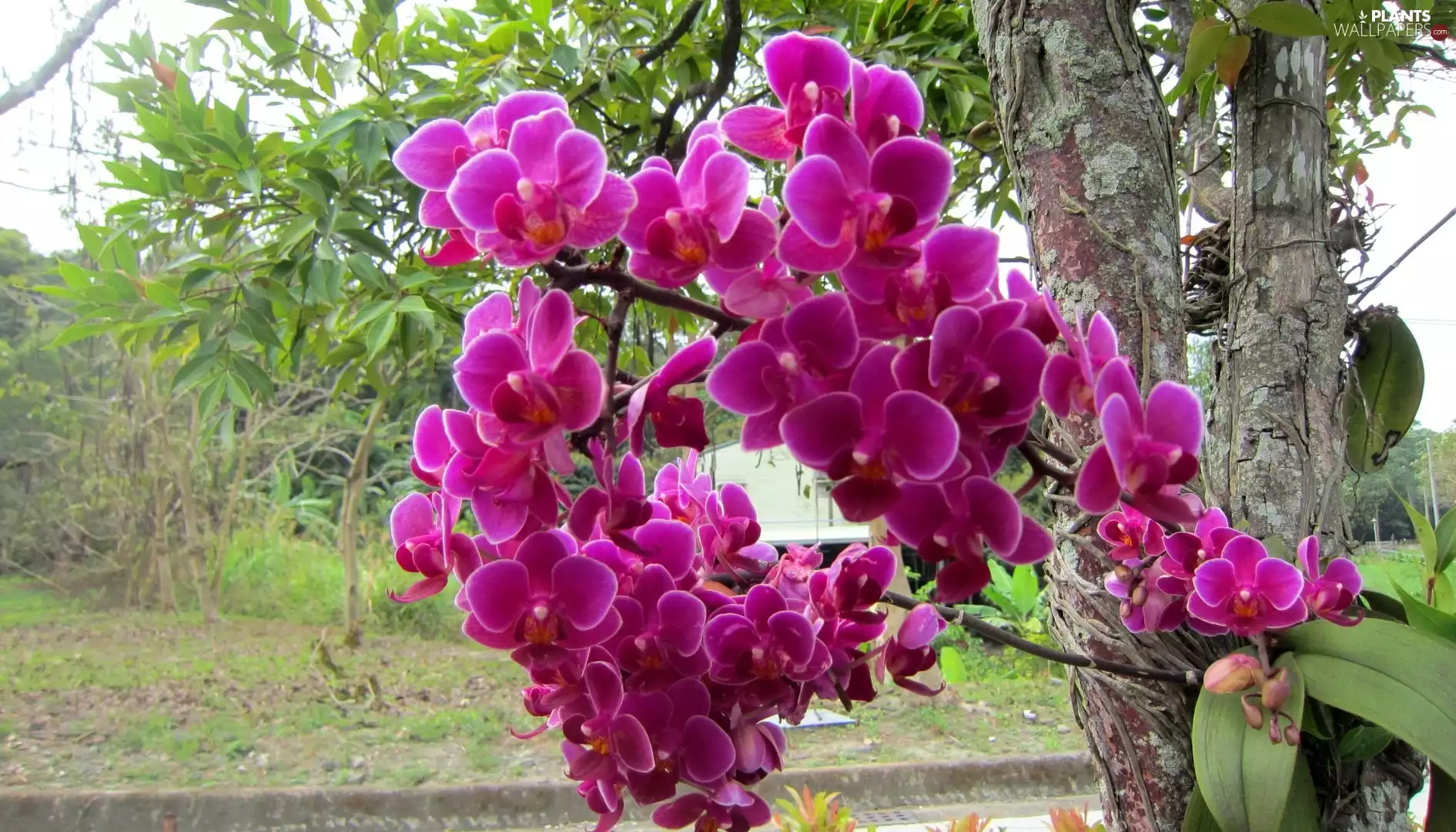orchid, trees