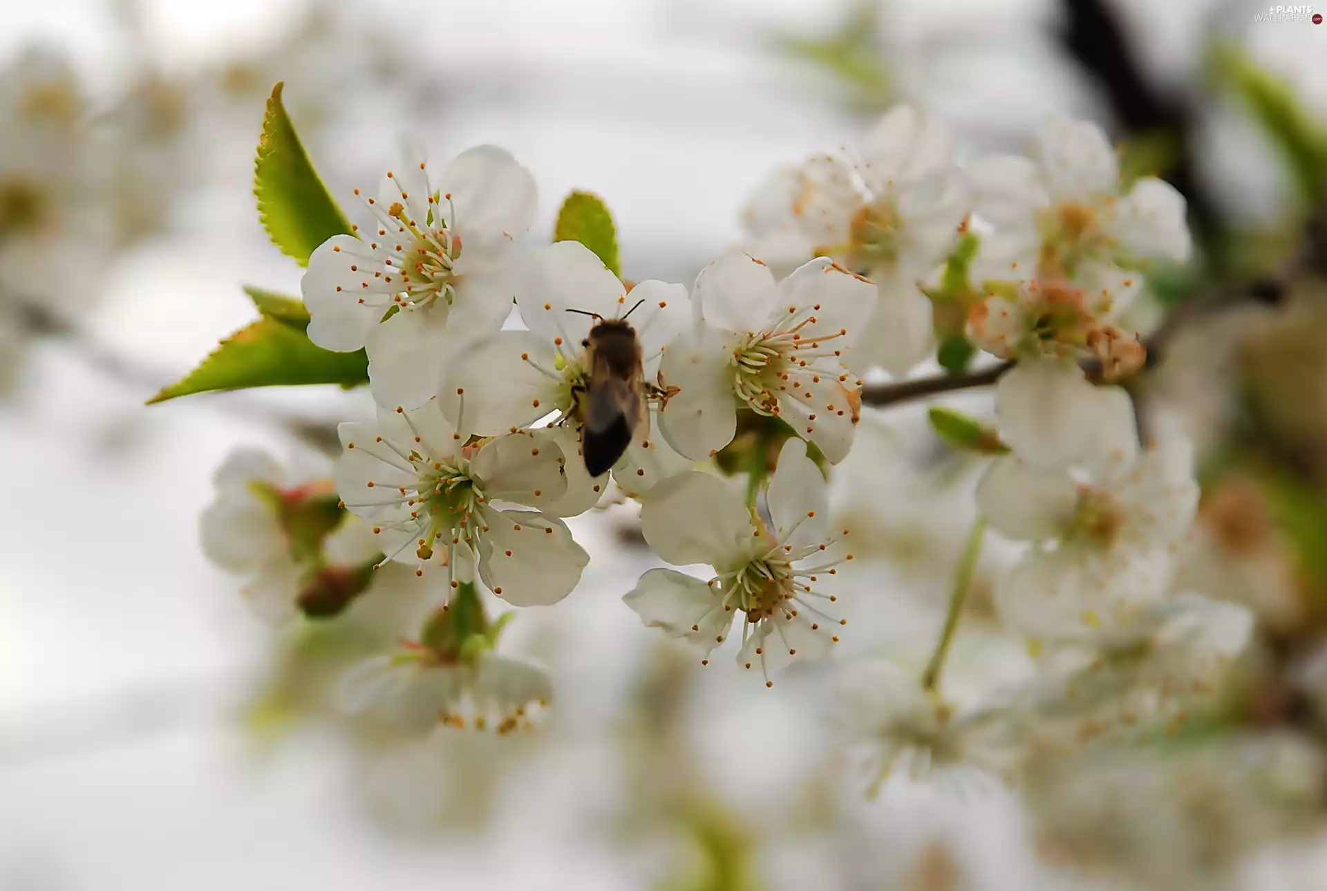 Osowka, Blossoming, cherry