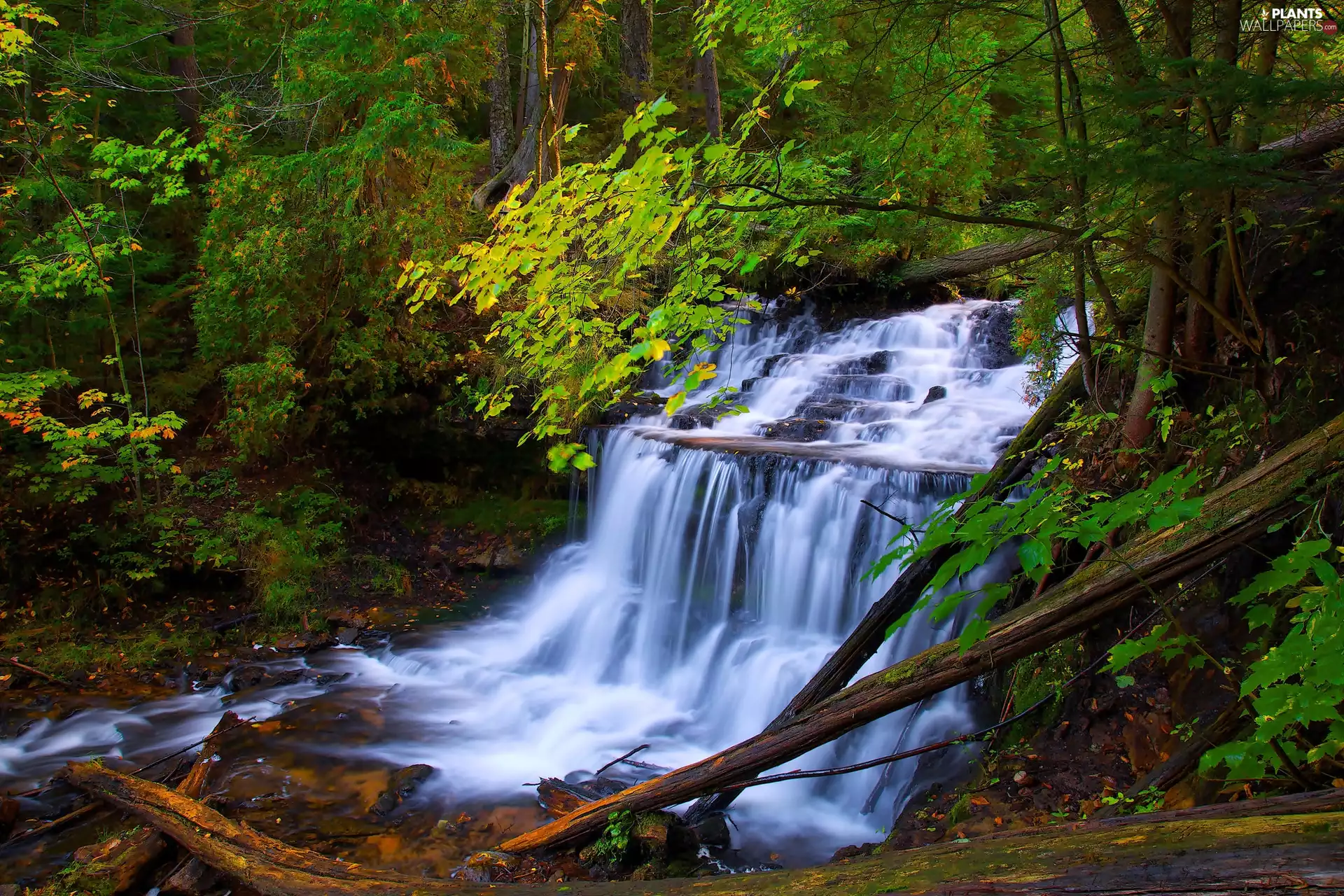 River, waterfall, viewes, overturned, trees, forest