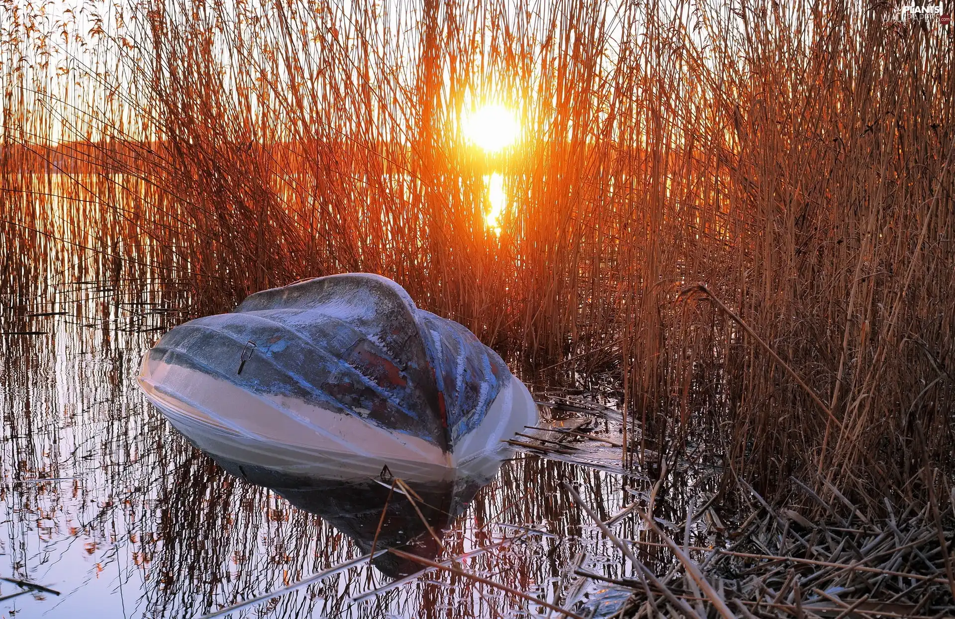 cane, Great Sunsets, overturned, Boat, rushes, lake