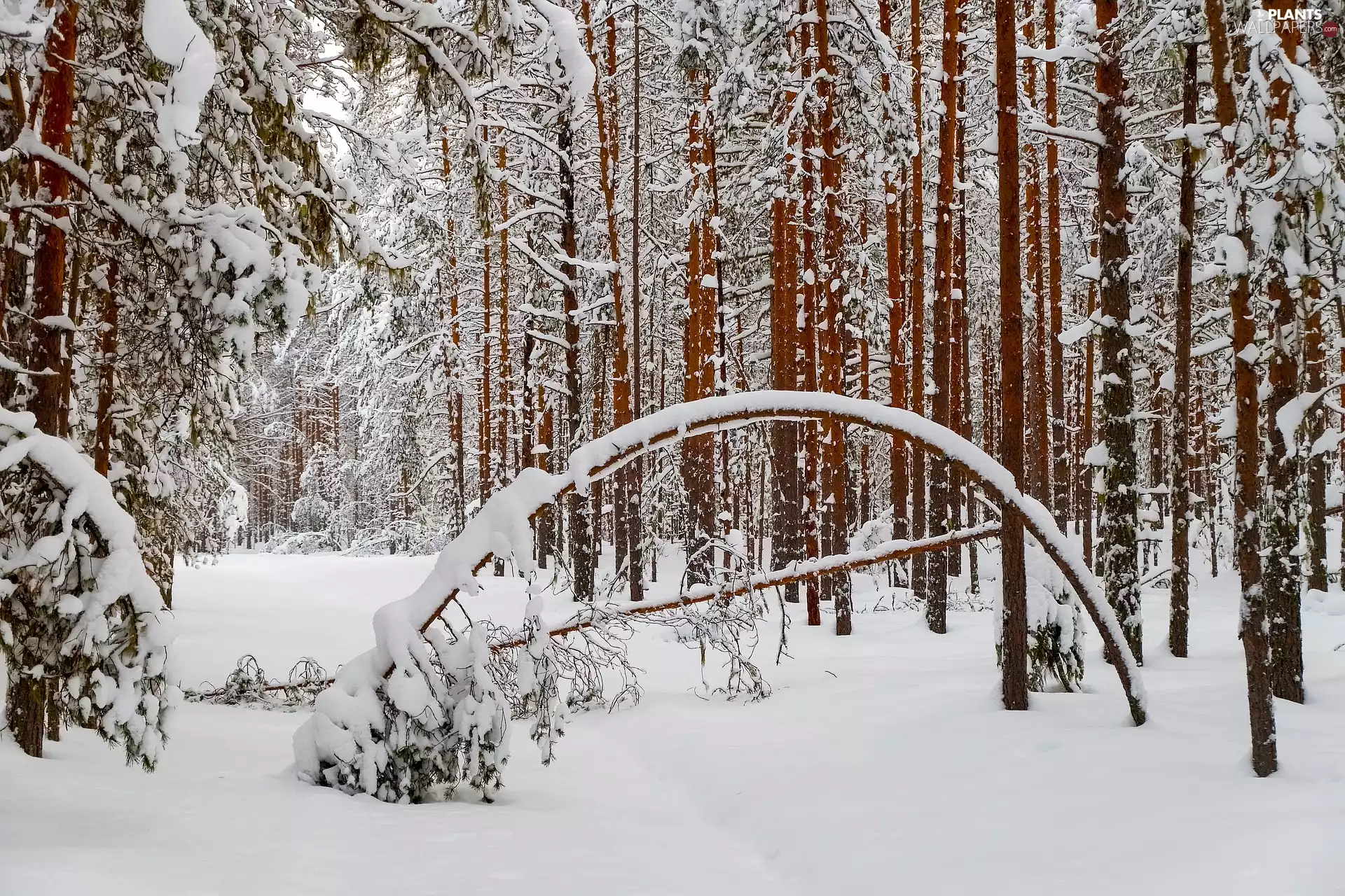 trees, viewes, viewes, snow, trees, forest, winter, overturned