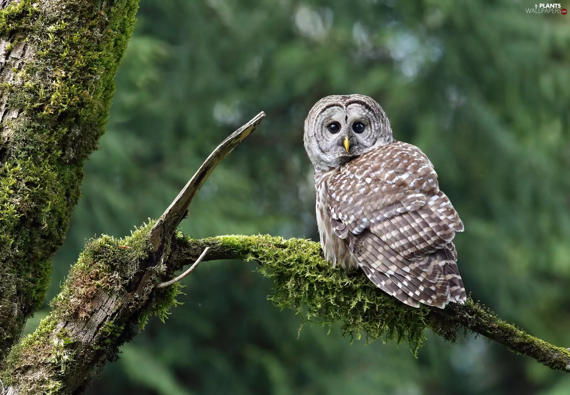 owl, branch