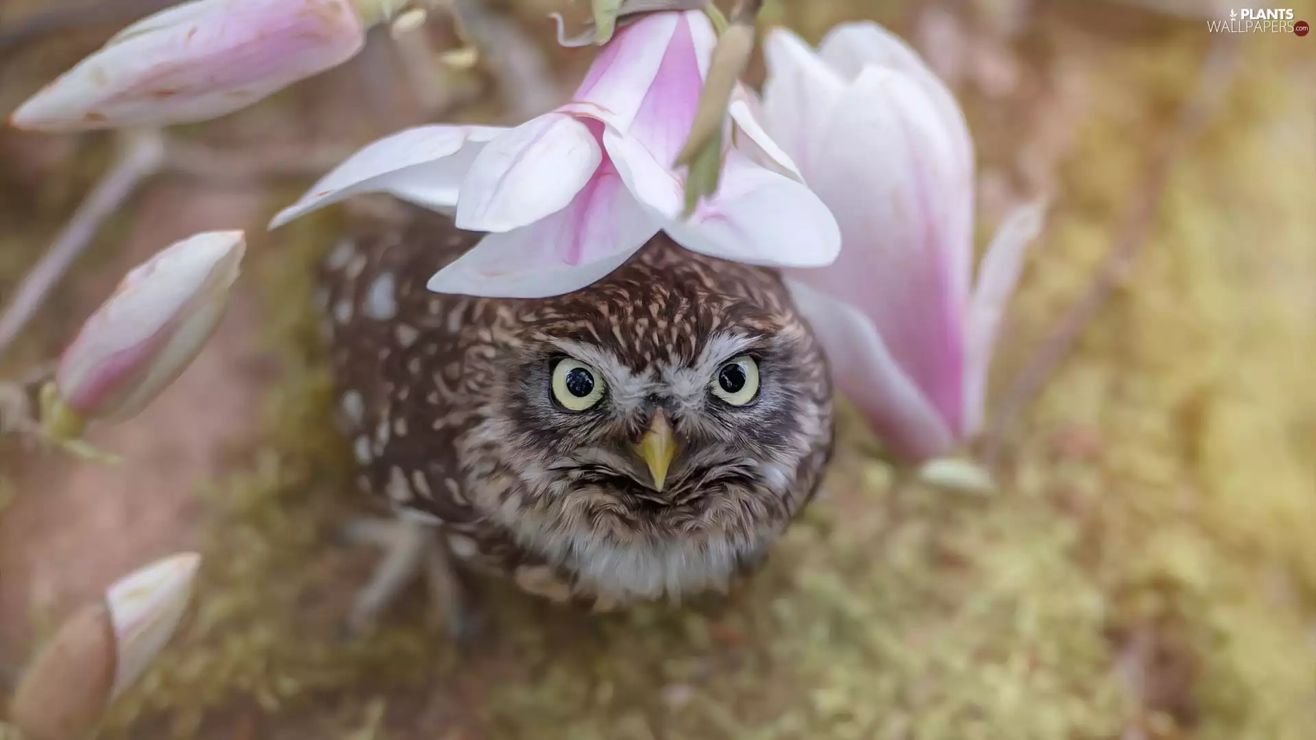 Magnolia, owl, Little Owl