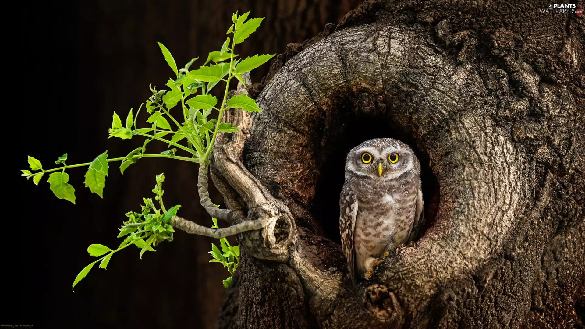 hollow, Leaf, Little Owl, trees, owl