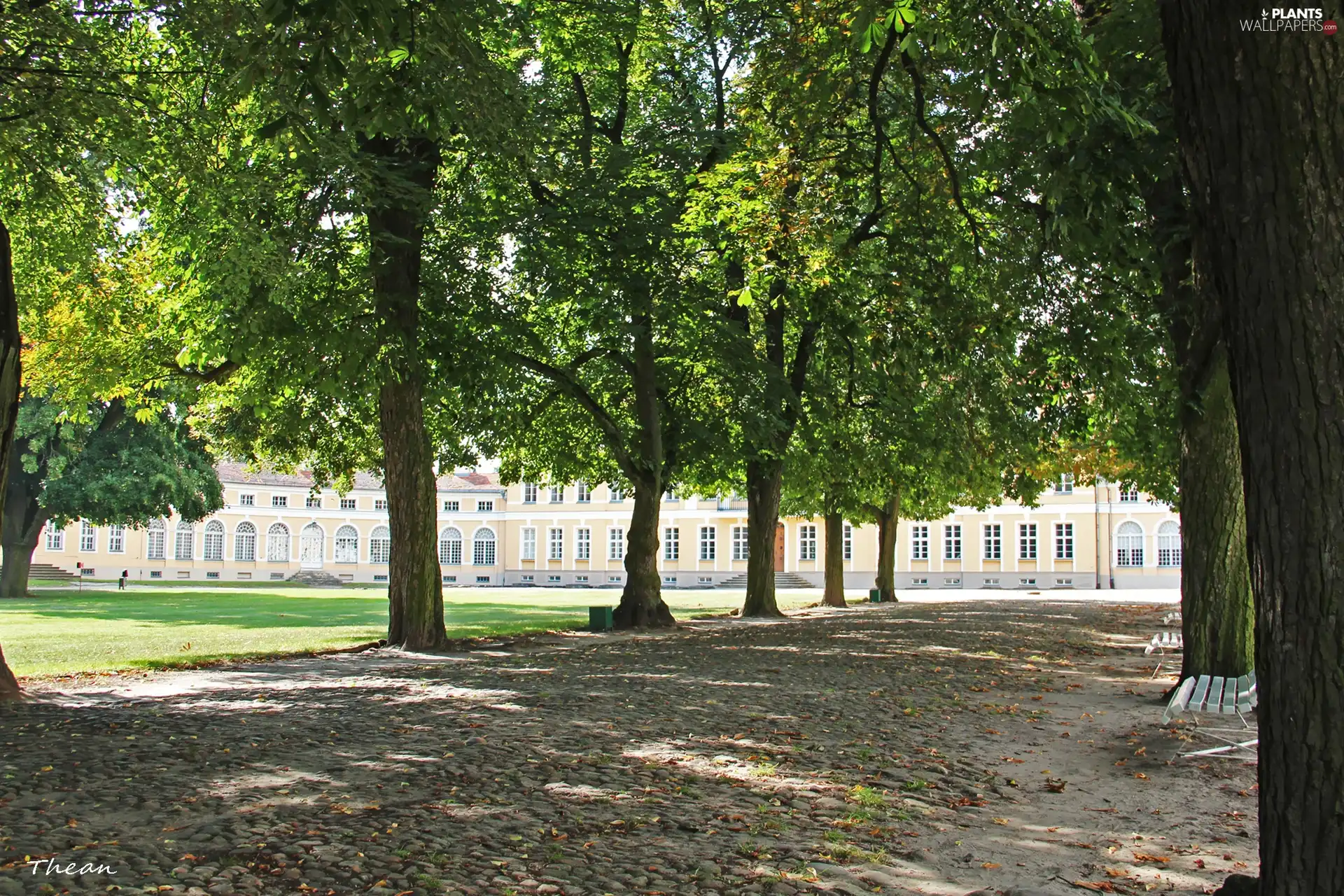 palace, Rogalin, chestnut, Park, alley