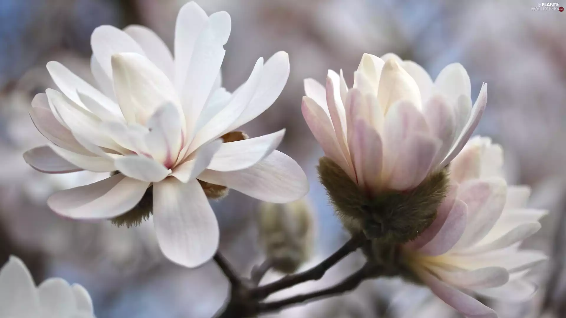 twig, pale pink, Magnolia, Flowers
