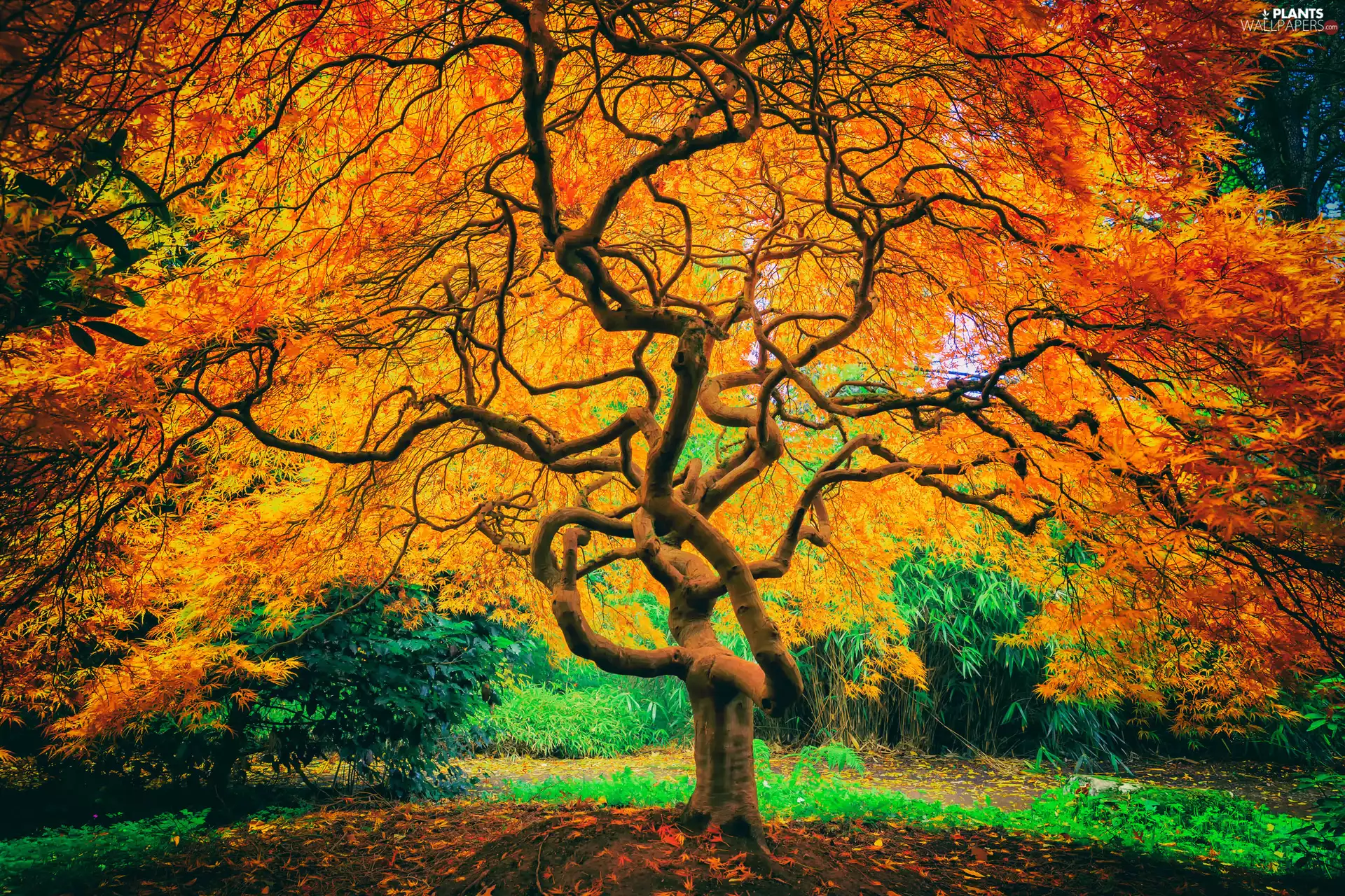 autumn, trees, Maple Palm