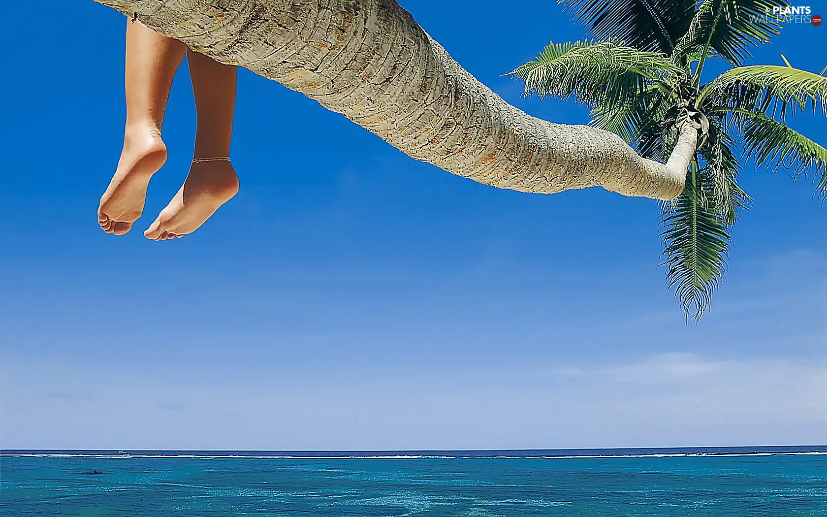 Palm, legs, Beaches